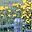 Flowers and Fields Screensaver Icon