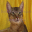 Pedigree Cats Screensaver Icon
