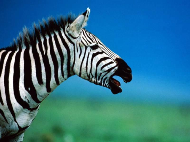 7art Stripy Zebras ScreenSaver Screenshot