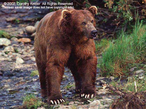 Alaska's Majestic Wildlife Screenshot