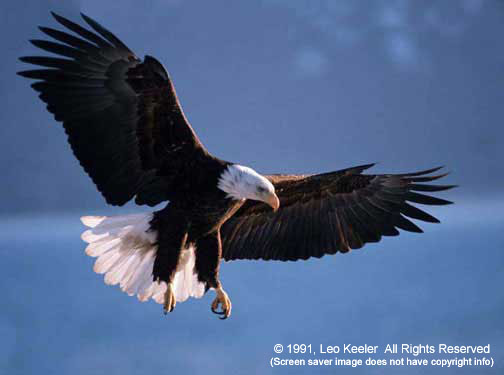 3d bald eagle | Alaska | American 