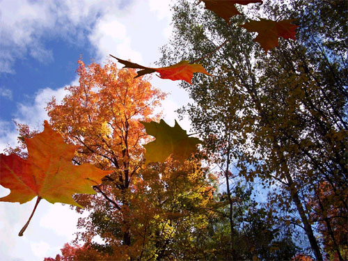 autumnleaves3d-screensaver-2660.jpg