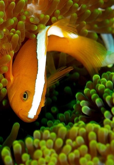 Finding Nemo's Friends Screenshot