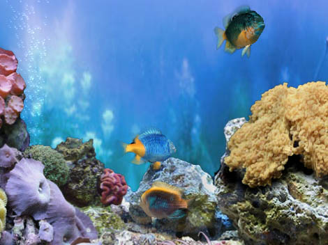 3d fish tank backgrounds. FP :: Amazing 3D Aquarium