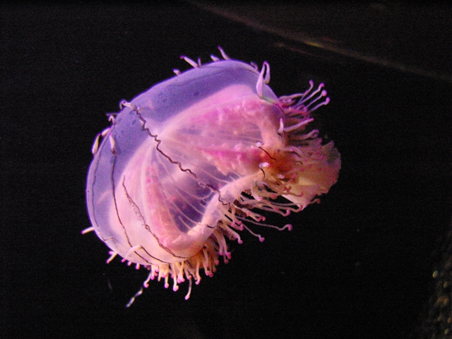 Jellyfish Curious Creatures Screenshot