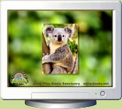 Koala Screen Saver Screenshot
