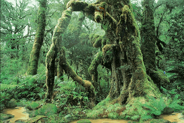 http://actualdownload.com/pictures/screenshot/living-rainforest-8664.gif