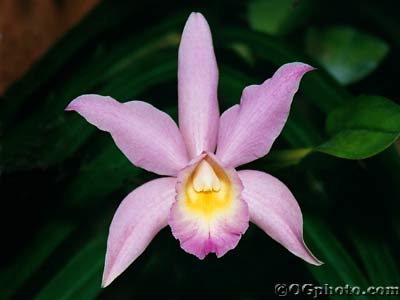 orchids photography