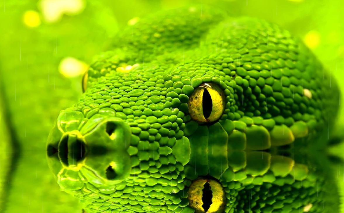 screen snake python