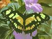 7art Butterfly Paradise ScreenSaver Picture