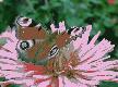 7art Fantastic Butterflies ScreenSaver Thumbnail
