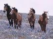 7art Graceful Horses ScreenSaver Thumbnail