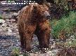 Alaska's Majestic Wildlife Thumbnail