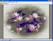 Aurigma Graphics Processor Screenshot