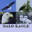 Bald Eagle Screensaver Thumbnail