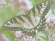 Butterflies of North America Screen Saver and Wallpaper Screenshot