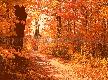 Colors of Autumn Free Screensaver Thumbnail