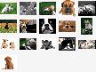 Doggone Doggies Screensaver Thumbnail
