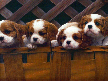 Dogs & Puppies Screensaver Screenshot