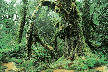 Living Rainforest Screenshot