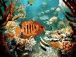 Tropical Fish 3D Screensaver Thumbnail