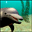 3D Dolphins Icon