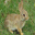 Animated Easter Bunnies Screensaver Icon