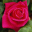 Beautiful Roses Screensaver Icon
