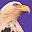 Big Birds Screensaver Icon