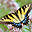 Butterflies of North America Screen Saver and Wallpaper Icon