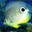 Free Aquarium Screensaver Icon