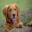Pedigree Dogs Screensaver Icon