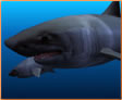 Sharks, Terrors of the Deep Icon