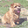 Small Dogs Screensaver Icon