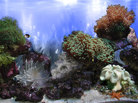AR :: Amazing 3D Aquarium ADD-on  ::  Coral Landscape-1 Screenshot