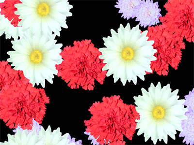 Blossoming Flowers Screensaver Screenshot