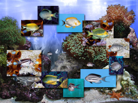 FP :: Amazing 3D Aquarium ADD-on  :: Genicanthus Fish Pack Screenshot