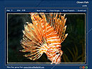 Orange Fish Screenshot