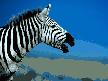 7art Stripy Zebras ScreenSaver Picture