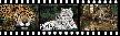Big Cats Screensaver Thumbnail