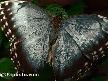Butterflies of the World Screen Saver and Wallpaper Thumbnail