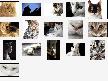 Cute Kitties Screensaver Thumbnail