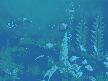 Fish Aquarium 3D Screensaver Picture
