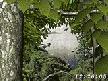 Forest World 3D Screensaver Thumbnail