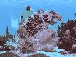 FP :: Amazing 3D Aquarium ADD-on  :: Chaetodont II - Fish Pack Screenshot