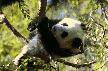 Giant Panda Screensaver Thumbnail