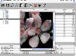 Stellar Phoenix Macintosh - MAC Data Recovery Software Thumbnail